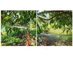 Irrigation Systems Used on Avocados