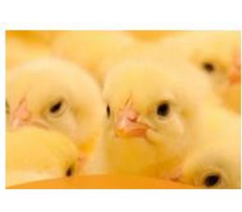 Automation for Poultry Farming - Agriculture - Poultry