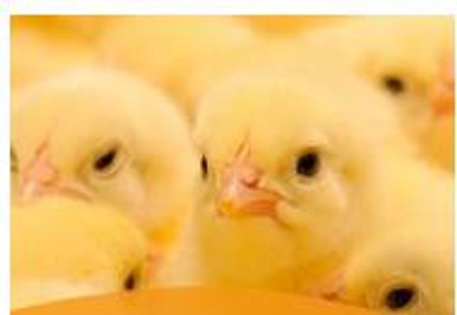 Automation for Poultry Farming - Agriculture - Poultry