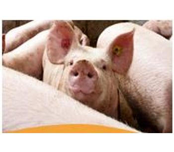 Total Automation for Pig Farming - Agriculture - Livestock