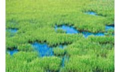 US to improve wetland mitigation with better monitoring