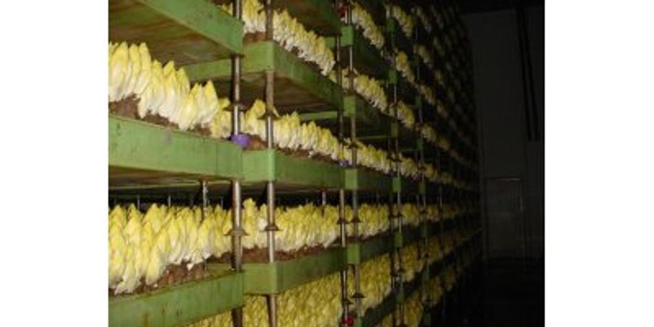 Gode - Chicories Vat System