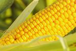 Environmental solutions for the ethanol/biofuels industry - Energy - Bioenergy