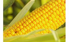 Environmental solutions for the ethanol/biofuels industry