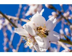 2020 Regional Bee Hours Overview: Almonds