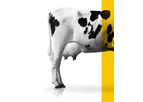Delacon Actifor Power - Phytogenic Feed Additives for Dairy Cows and Beef Cattle