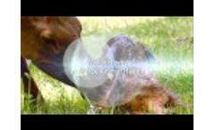 Merck Animal Health Video