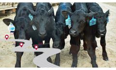 ABS NuEra Genetics: Efficient, Profitable, Sustainable & Climate-Smart Beef Genetics - Video