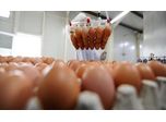New Regulations in Effect for U.S. Egg Producers