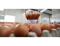 New Regulations in Effect for U.S. Egg Producers