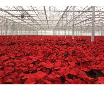 Perfect poinsettias for Christmas? Controlling compost moisture can remove the need for chemical growth retardants