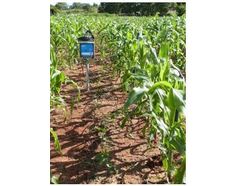 Figure 1 Data logger with cables in a maize-soybean plot at Liempe Farm, Lusaka.