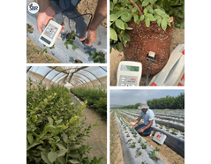 Major Turkish grower benefits from the WET-2 Sensor’s multi-parameter soil measurements