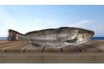 Meagre/Stone Sea Bass (Argyrosomus Regius)