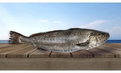 Meagre/Stone Sea Bass (Argyrosomus Regius)