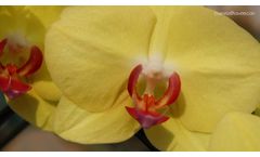 Saveer Orchidarium S-600 - Video