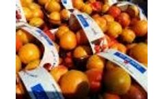 May Harvest Selection Ben Dor Fruits Video