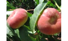Ben Dor - Orchards