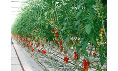 Boyce - Tomato Grow Bags for Longer Life