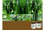 Boyce - Most Suitable Grow Bags for Cucumber Cultivation