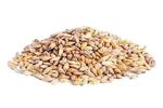 MAFI - Barley Seed