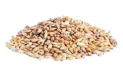 MAFI - Barley Seed