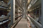 Gures - Trolley Poultry Feed Distribution System
