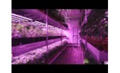 Cannabis Vertical Farm with LED Grow Lights from BML Horticulture Video