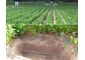 Irrigating with reclaimed water through permanent subsurface drip irrigation systems