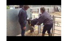 Calf research successfully applied on farm- Gill Dickson, National Calf Specialist, Wynnstay Video