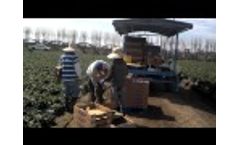Pocket PayRoll Individual Strawberry Harvesting