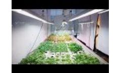 Valoya Research. Lettuce and Herbs: How Valoya LED Lights Control and Enhance Growth. - Video