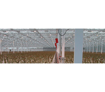 Rose Cultivation
