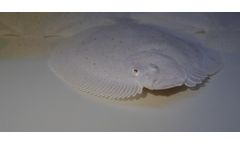Winmax - Turbot Weaning Microdiet Feed