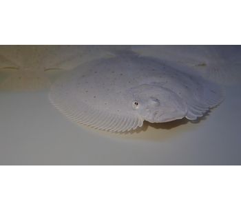 Winmax - Turbot Weaning Microdiet Feed