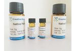 Native Rhus vernicifera Laccase - Chemical & Pharmaceuticals