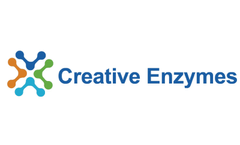 Kidney and Pancreas Function Diagnostic Enzymes Are Now Available at Creative Enzymes