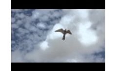 Bird Control Hawk Kite Flying - Video