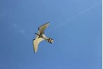Hawk Pro - 13 Metre Double Strength Fly Line Peregrine  Kite