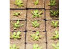 Perlite - Optimal Root Anchoring Seed Germination Soilless Mix