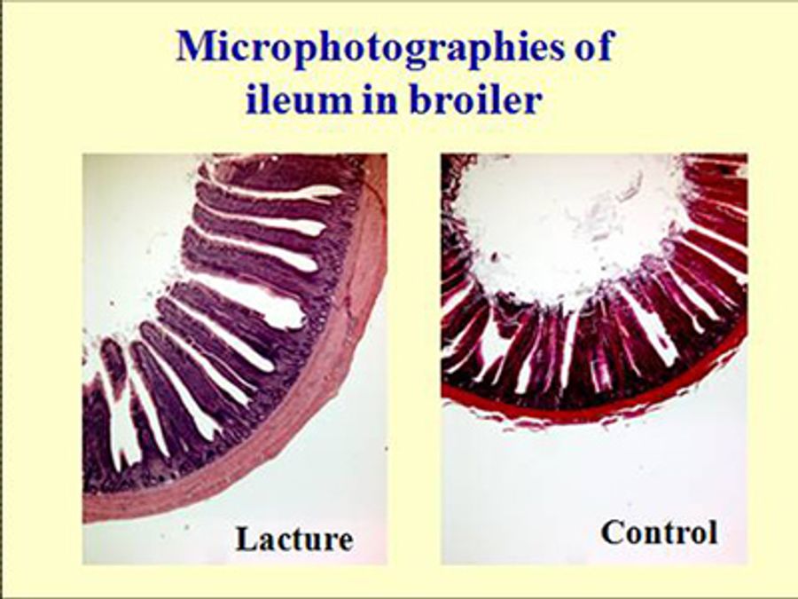 Sections of ileum in broiler fed LACTURE (left) vs control diet.