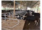 Cattle Free Stall