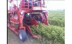 VICTOR - self propeled berry harvester - Video