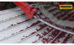 Sour Cherry Harvesting With Maja Automatic - Video