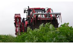 Parsley Harvesting to the Box Pallet - Root Vegetable Harvester Alina ECO II and Zetor Major 80 HS - Video
