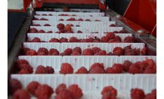 Red raspberries harvesting with KAREN harvester in the main role