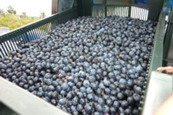 Karen harvester irreplaceable in raspberry and blueberry harvesting-4