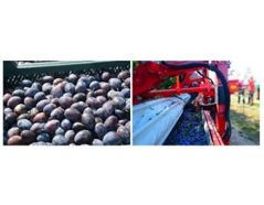 Plum Harvest With Maja Automatic - With a Visit in the Orchard
