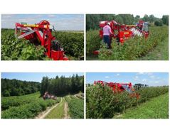 Mechanical Harvest of Berries in the Past and Present