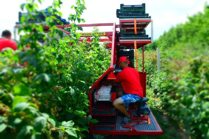 Raspberry and Blueberry Harvester-2